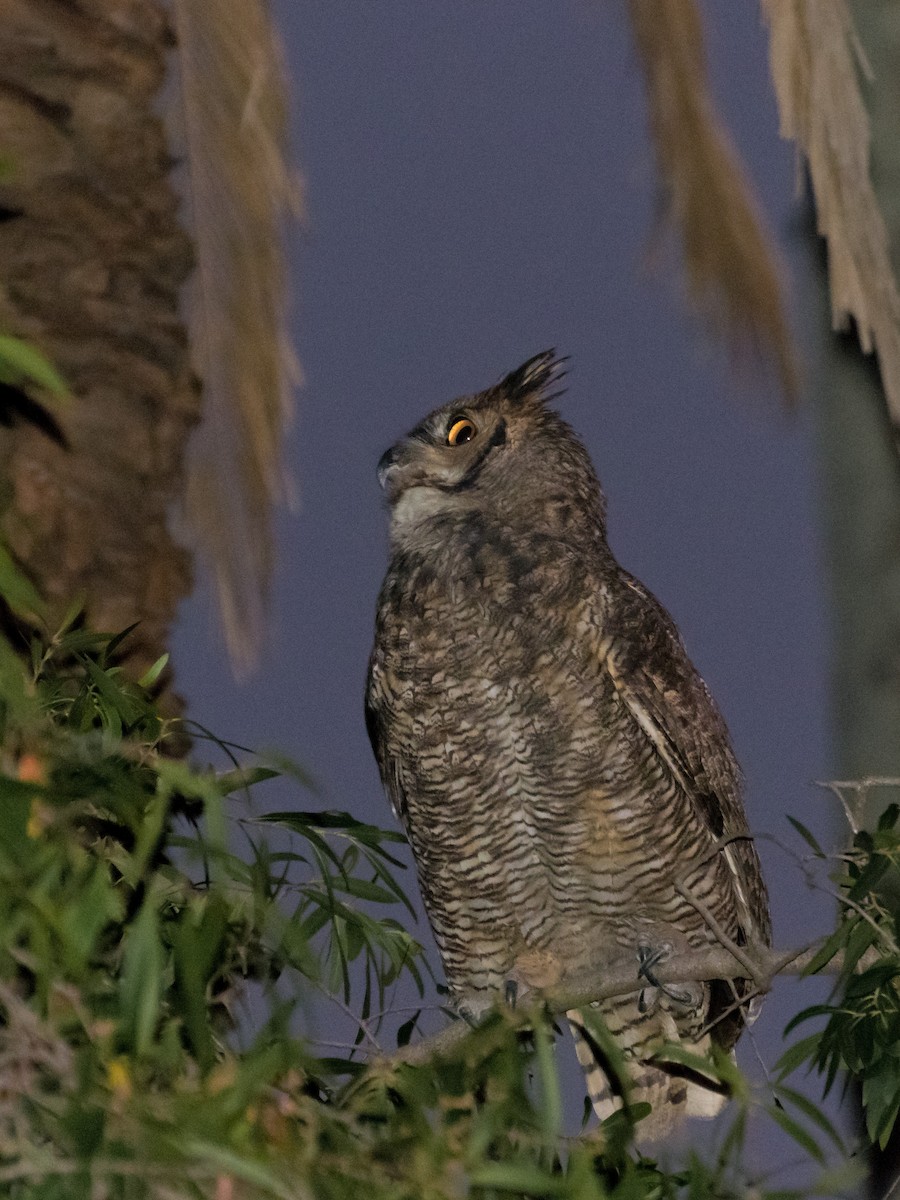 Great Horned Owl - ML438005421