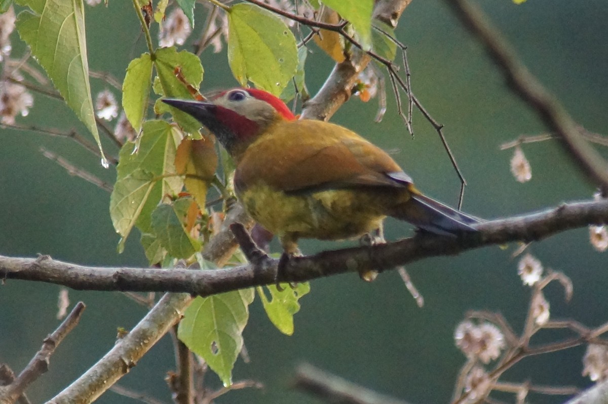 Golden-olive Woodpecker - ML43801291
