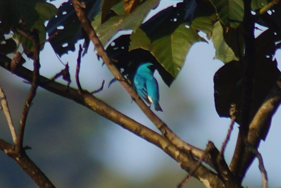 Swallow Tanager - ML43801421