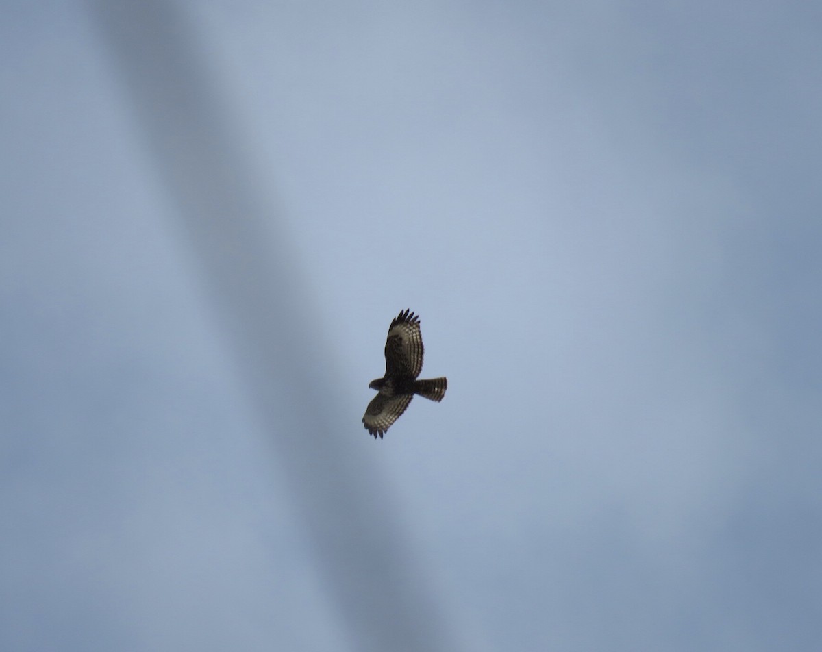 Red-tailed Hawk (Harlan's) - ML438016641