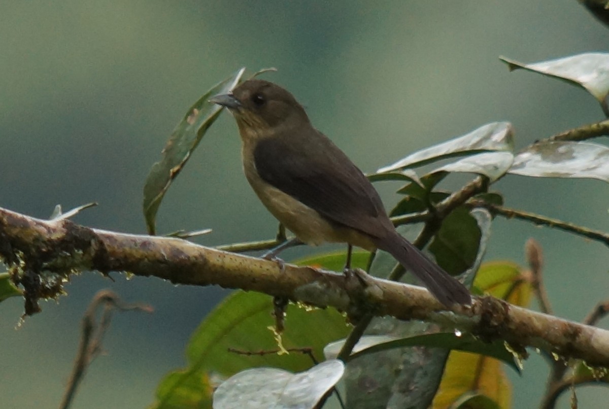 Black-goggled Tanager - ML43801681