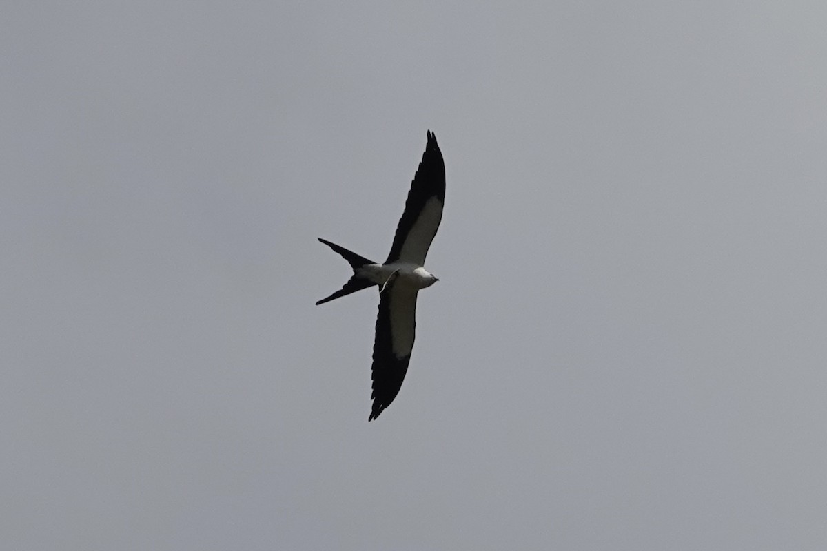 Swallow-tailed Kite - ML438017001