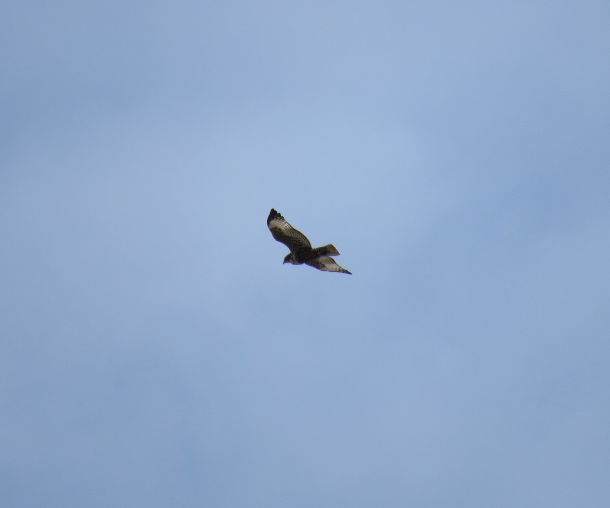 Red-tailed Hawk (Harlan's) - ML438017611