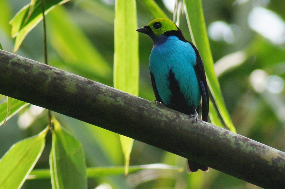 Paradise Tanager - ML43801811