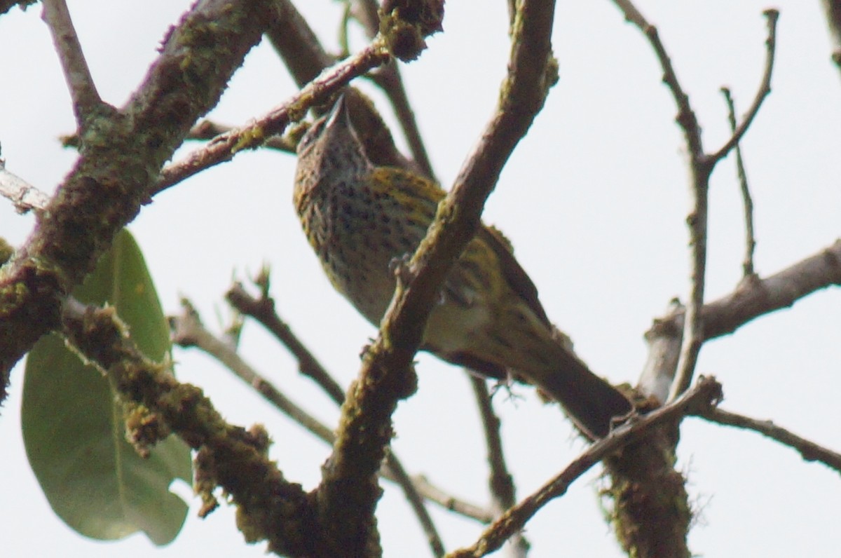 Spotted Tanager - ML43801851