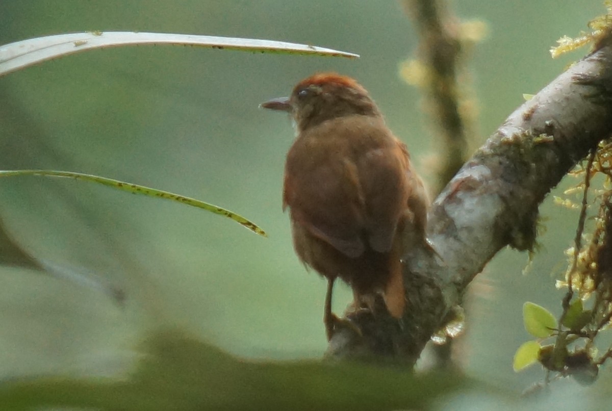 Ash-browed Spinetail - ML43801931
