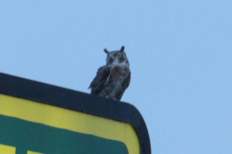 Great Horned Owl - ML438021141