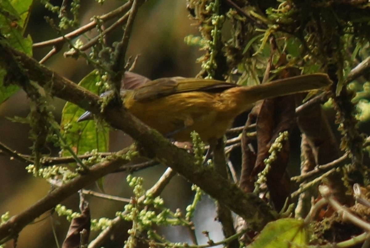 Yellow-crested Tanager - ML43802141
