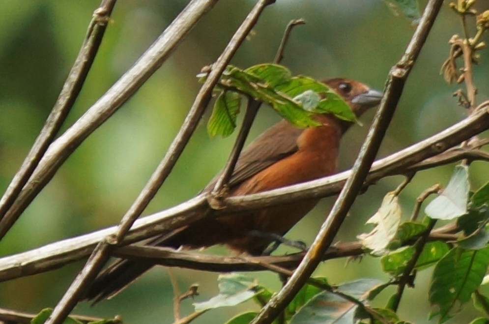 Silver-beaked Tanager - ML43802261