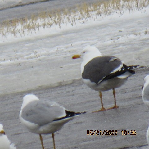 Lesser Black-backed Gull (graellsii) - ML438023541