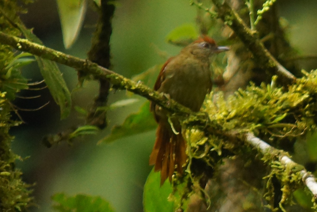 Ash-browed Spinetail - ML43802411