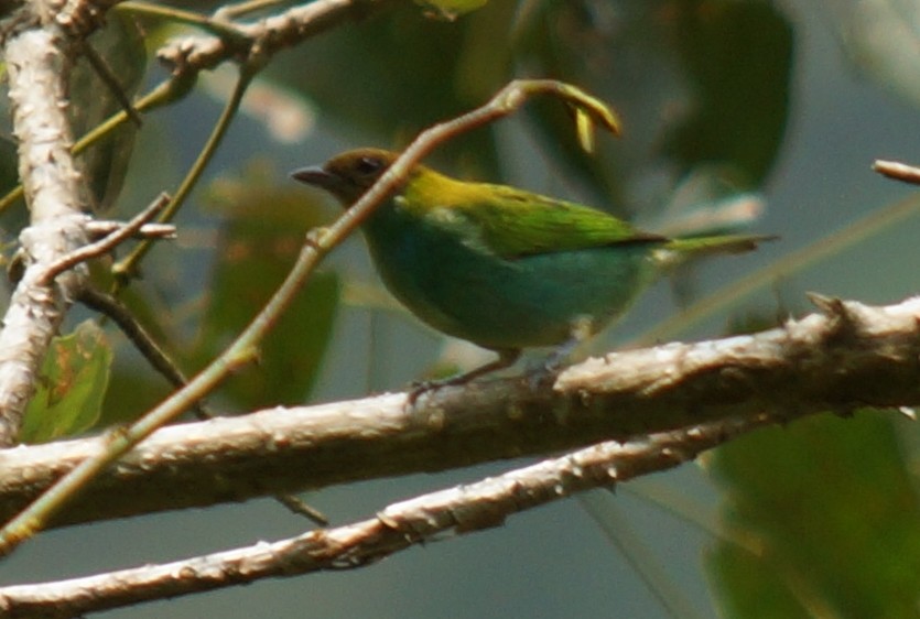 Bay-headed Tanager - ML43802631
