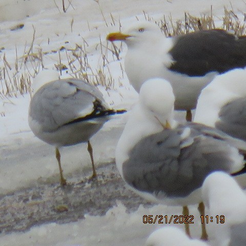 Lesser Black-backed Gull (graellsii) - ML438030191
