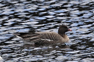 Pink-footed Goose, ML438037491