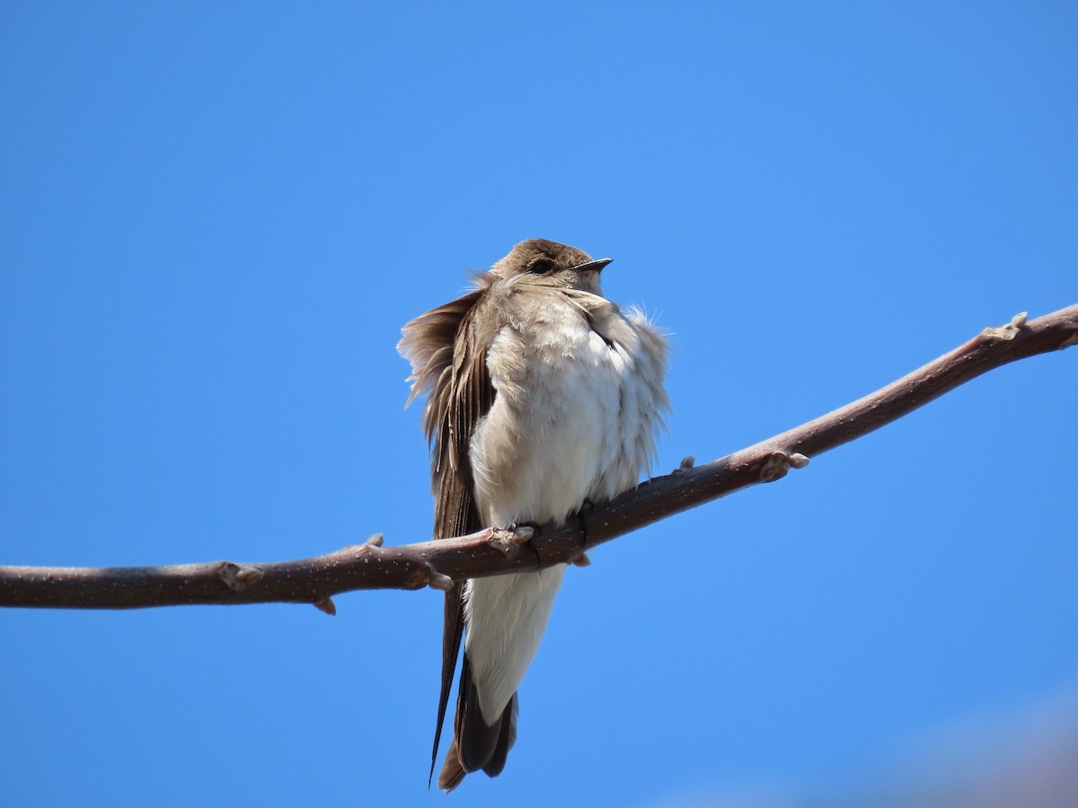 Northern Rough-winged Swallow - Kathryn Mills
