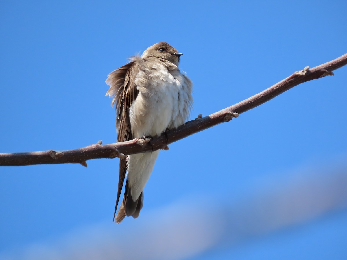 Northern Rough-winged Swallow - ML438039771