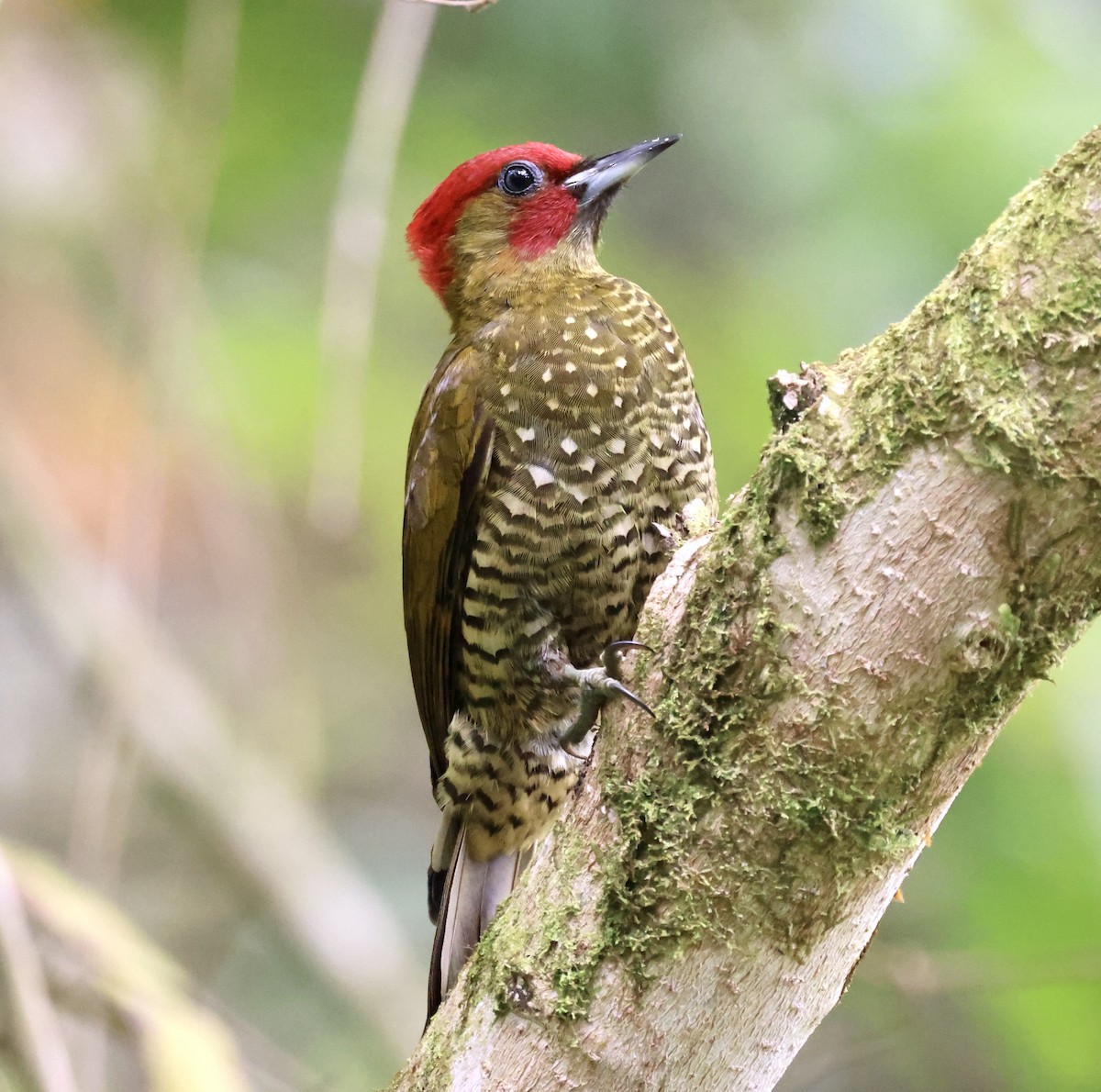 Rufous-winged Woodpecker - ML438044721