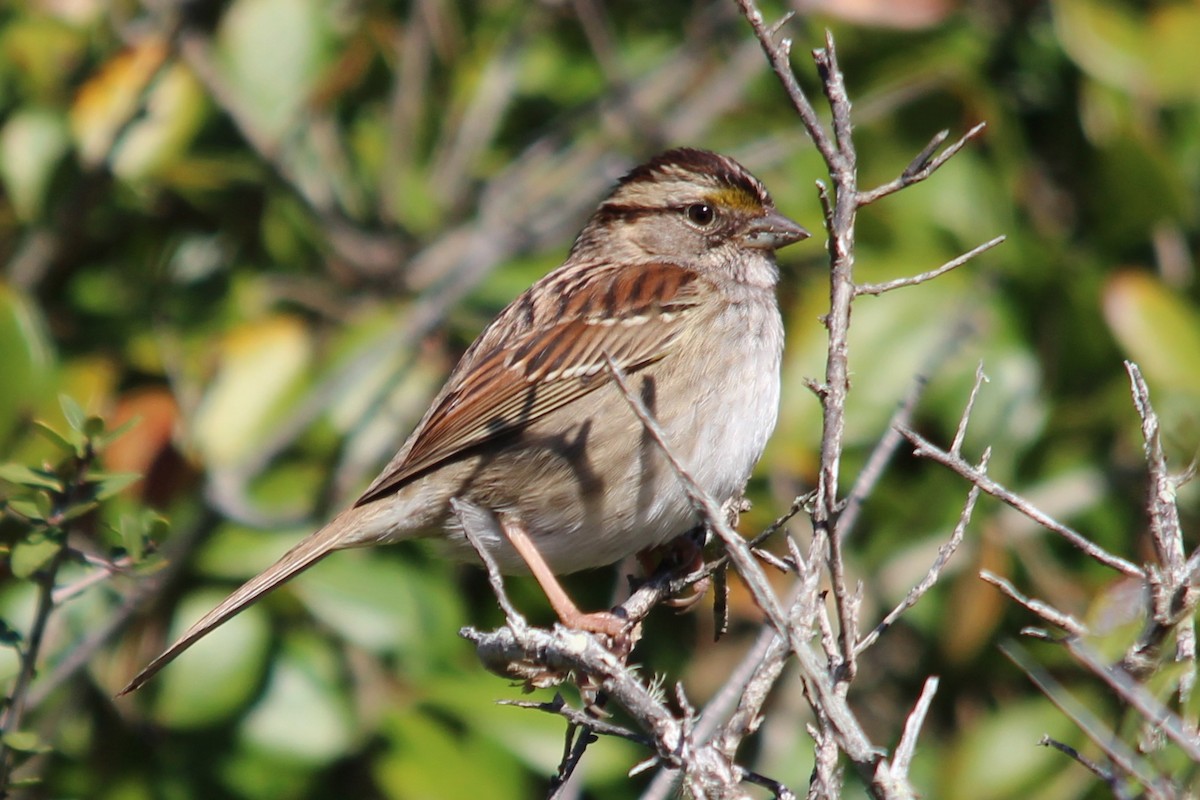White-throated Sparrow - Carolyn Erb
