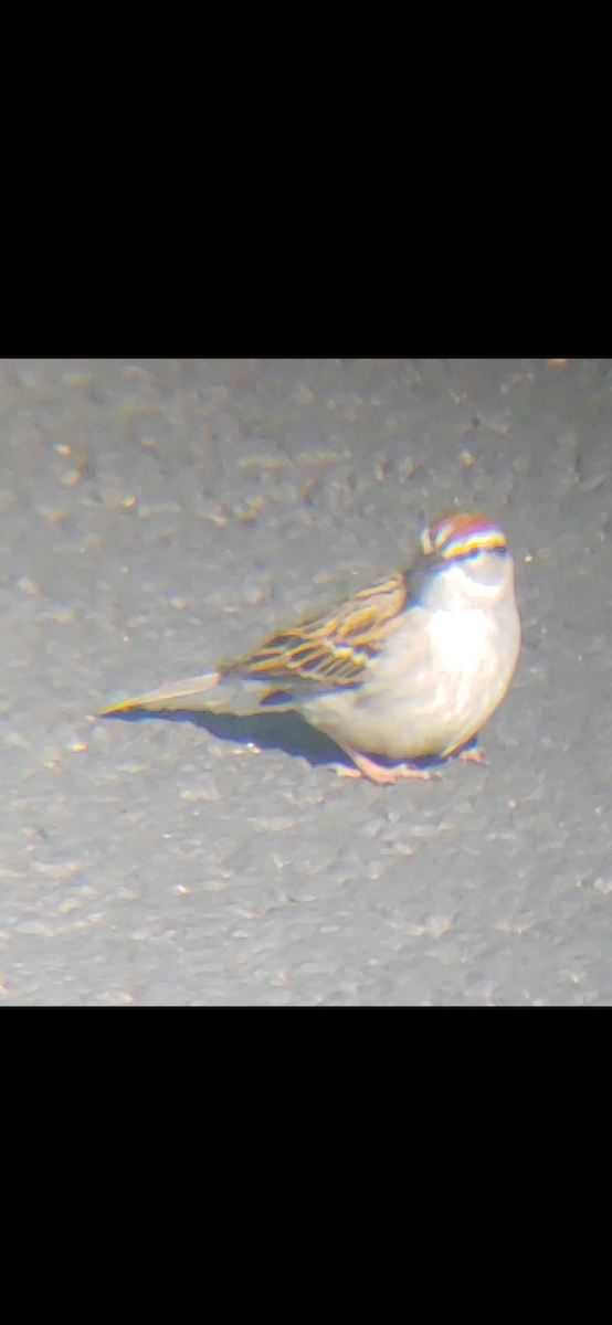 Chipping Sparrow - ML438054151