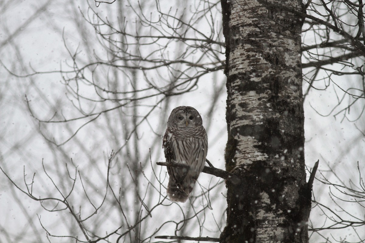 Barred Owl - Mylene  Paulhus, Perreault