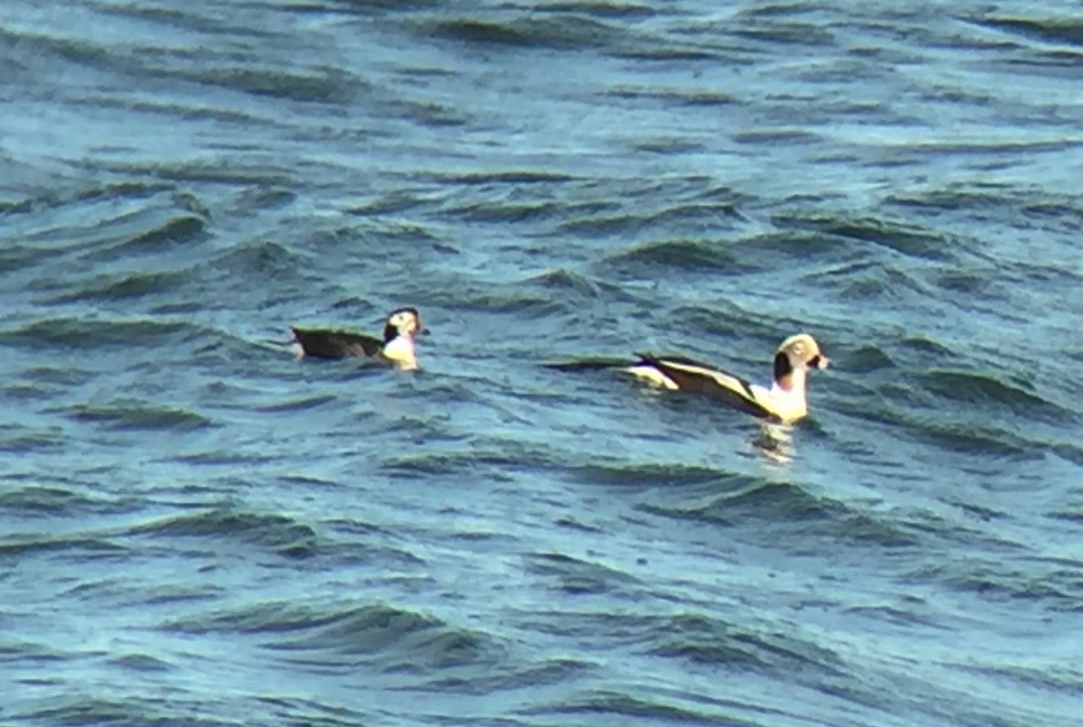 Long-tailed Duck - ML43805731