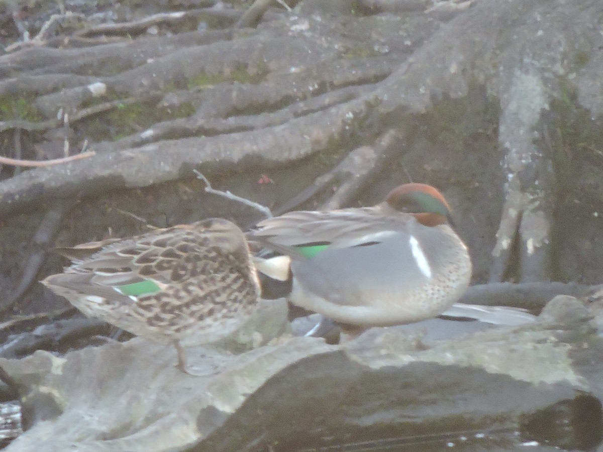 Green-winged Teal - ML438057641