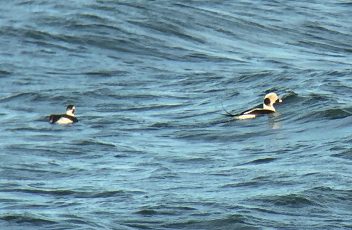 Long-tailed Duck - ML43805781