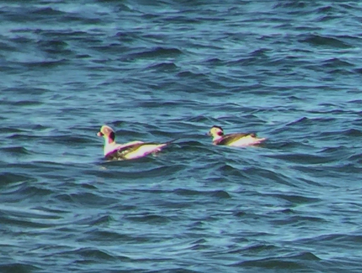 Long-tailed Duck - ML43805811