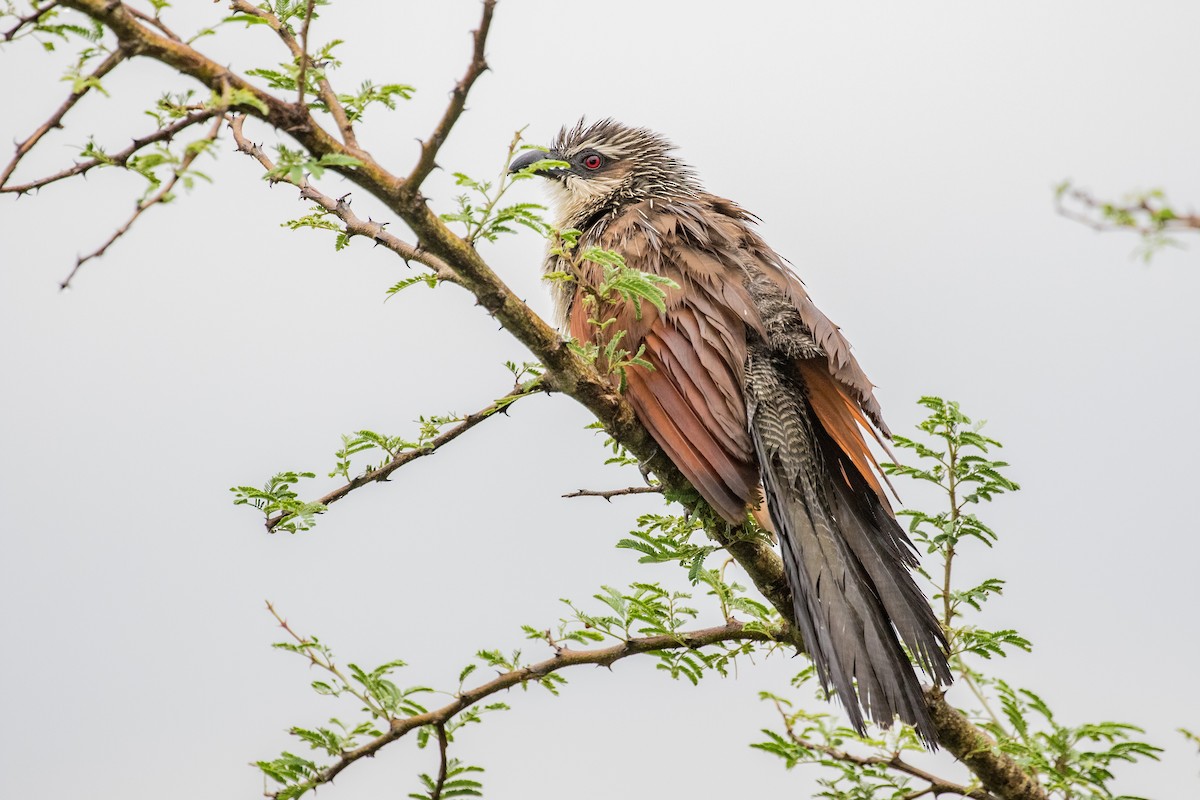 White-browed Coucal - ML438059541