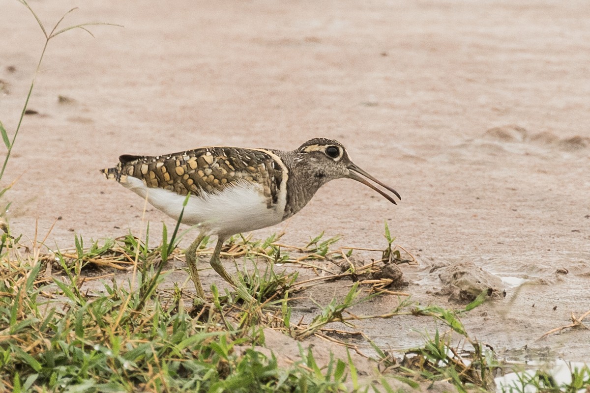 Greater Painted-Snipe - ML438059741
