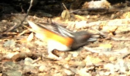 Spotted Towhee - Vince Folsom