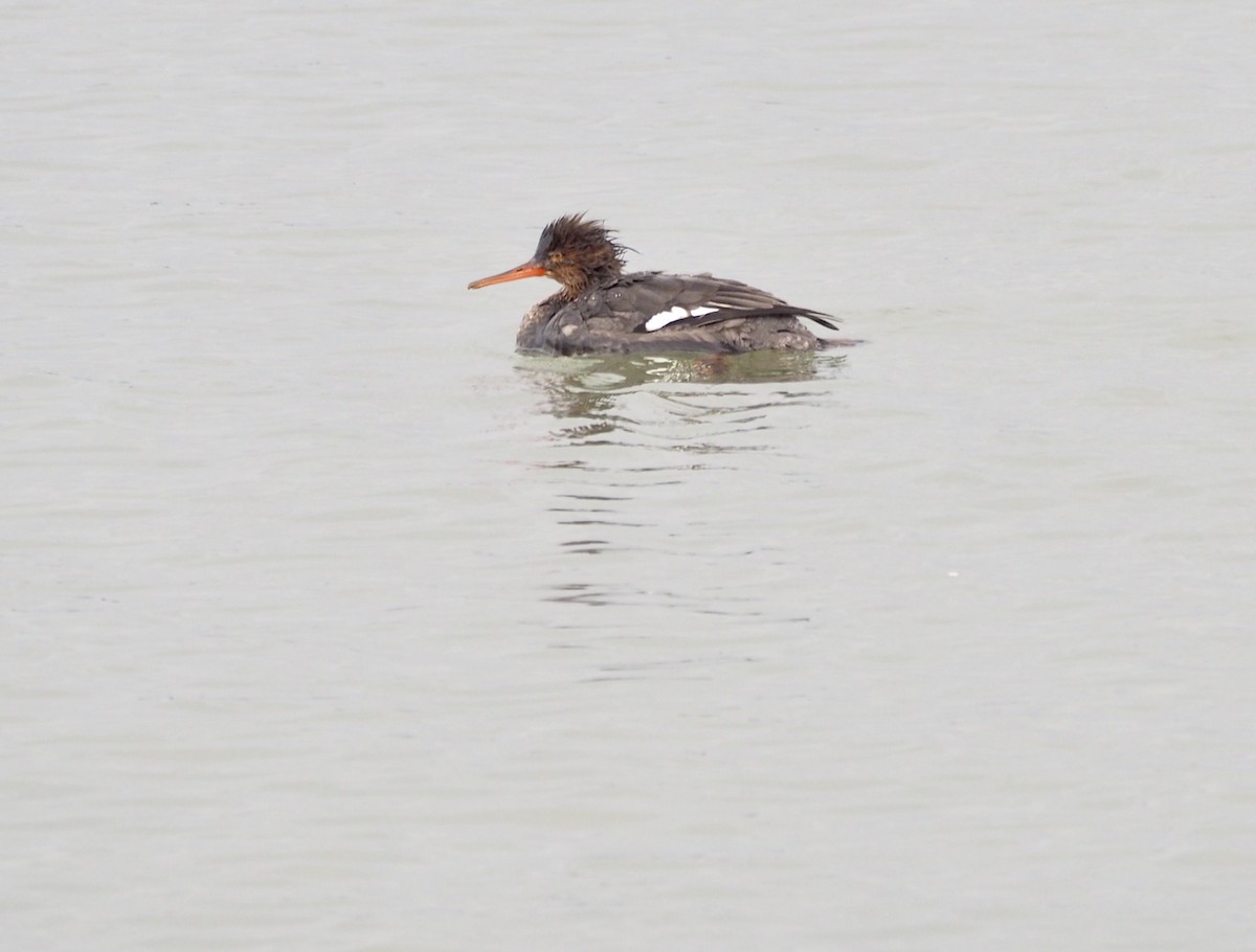 Red-breasted Merganser - Carl C Trovall