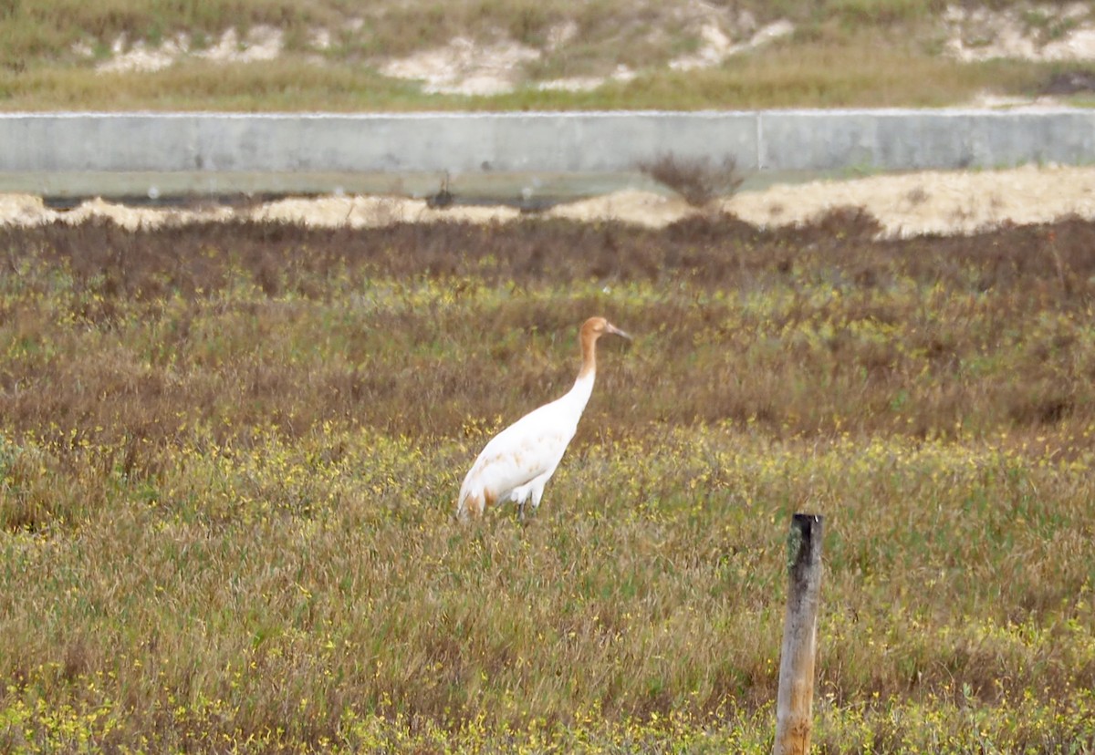 Whooping Crane - Carl C Trovall