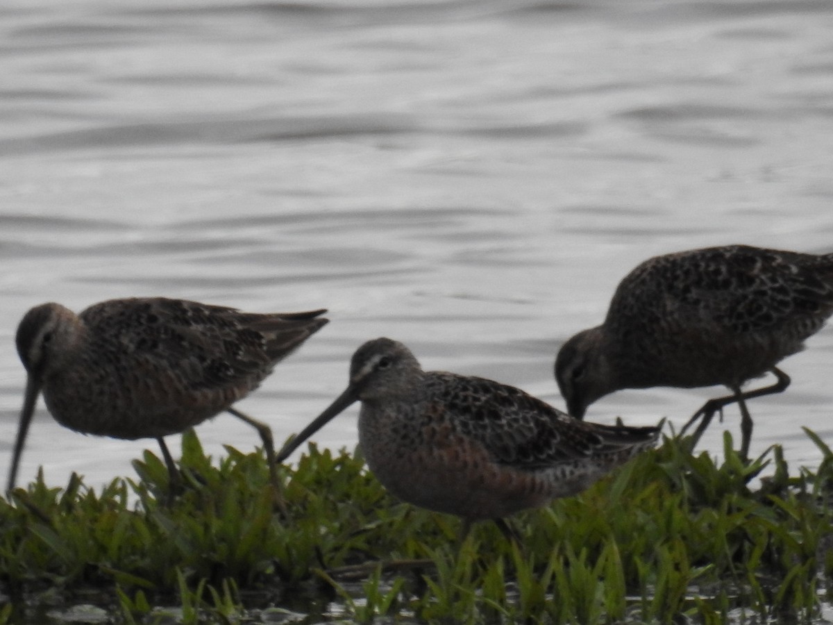 Long-billed Dowitcher - ML438071261