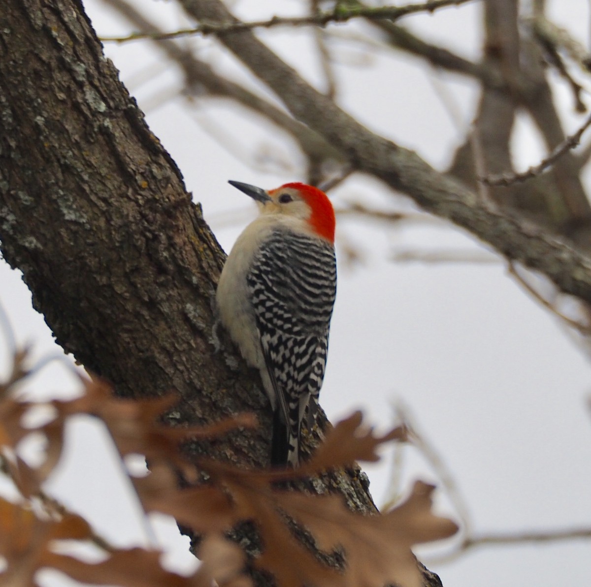 Red-bellied Woodpecker - Carl C Trovall
