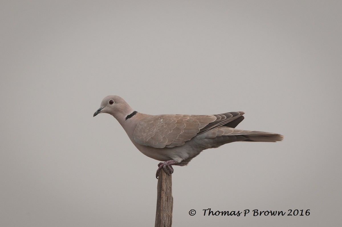 Eurasian Collared-Dove - Thomas Brown
