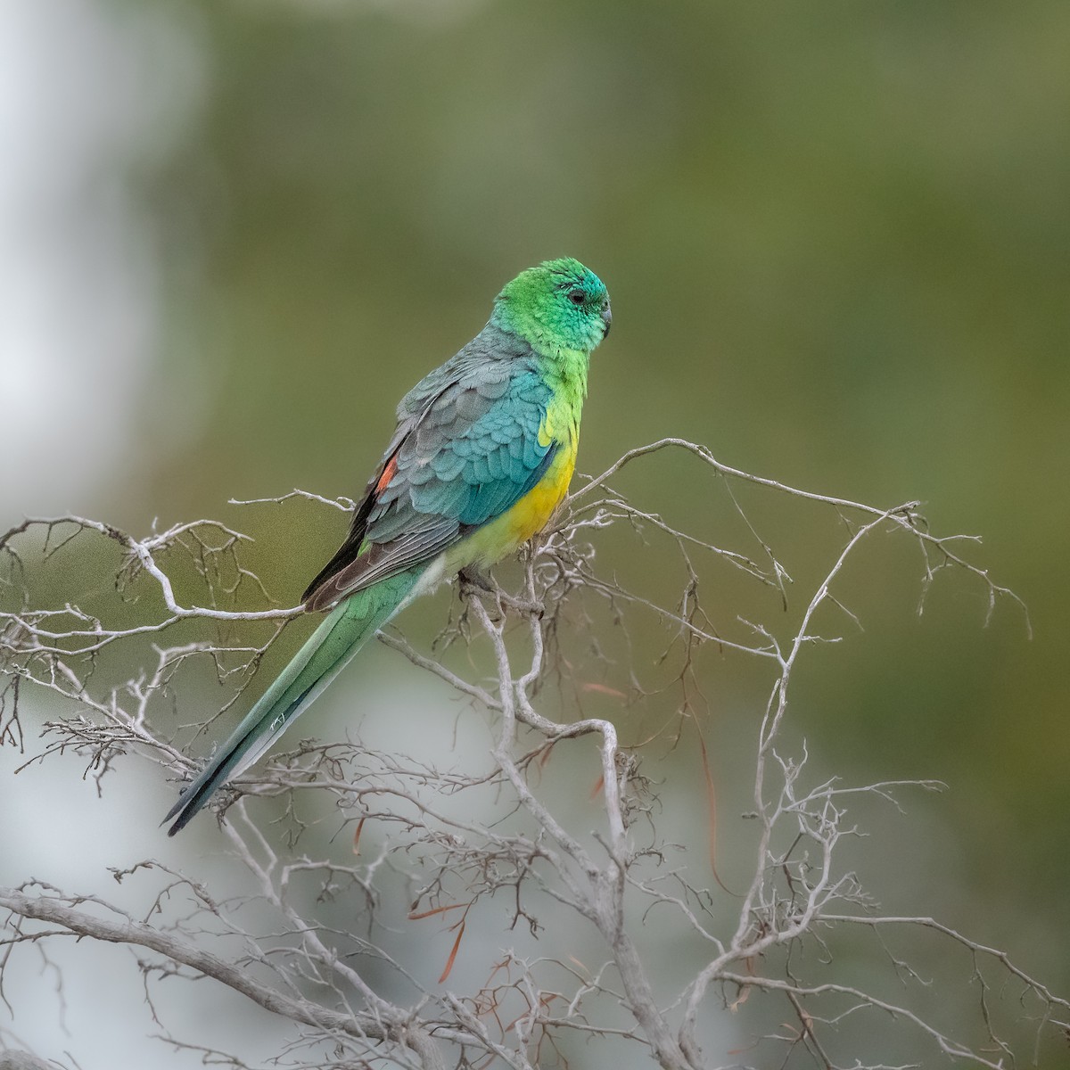 Red-rumped Parrot - ML438074151