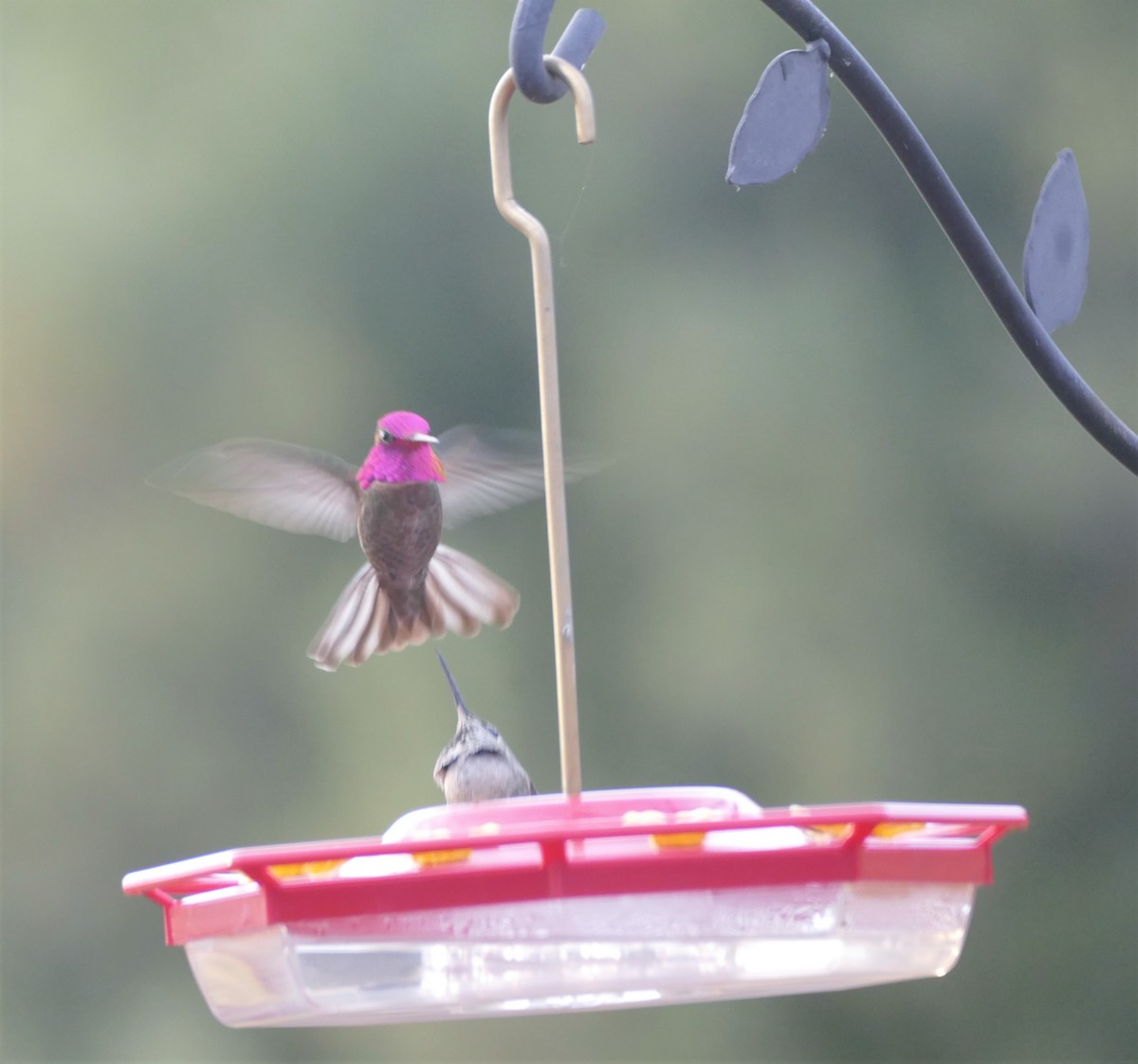 Anna's Hummingbird - ML438074411