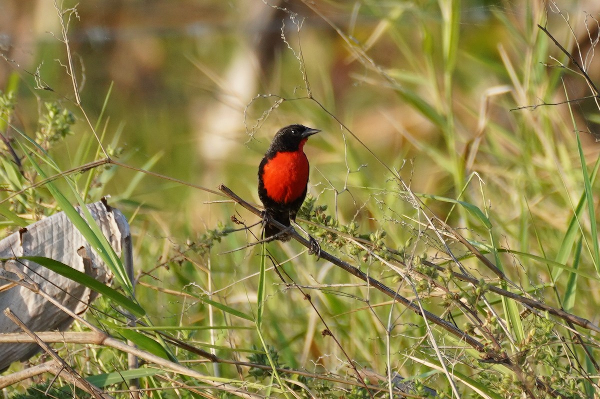 Red-breasted Meadowlark - Cameron Eckert