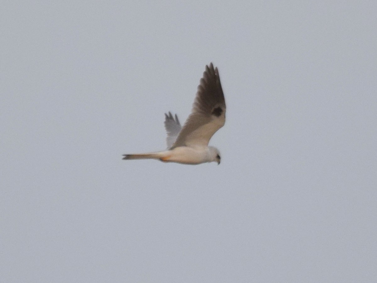 White-tailed Kite - ML43807921