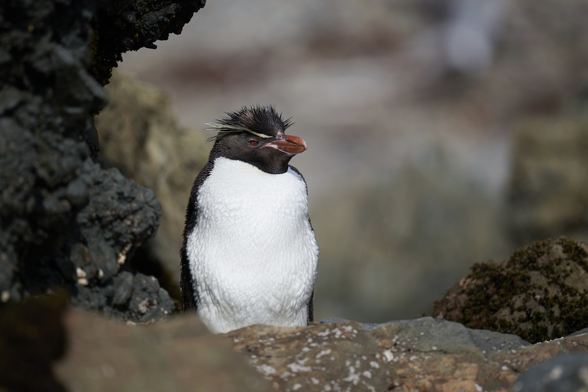 Southern Rockhopper Penguin (Eastern) - ML438087661