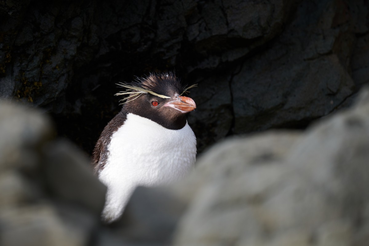 Southern Rockhopper Penguin (Eastern) - Nick Beckwith