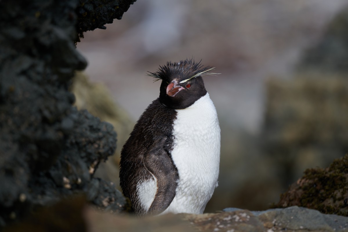 Southern Rockhopper Penguin (Eastern) - Nick Beckwith