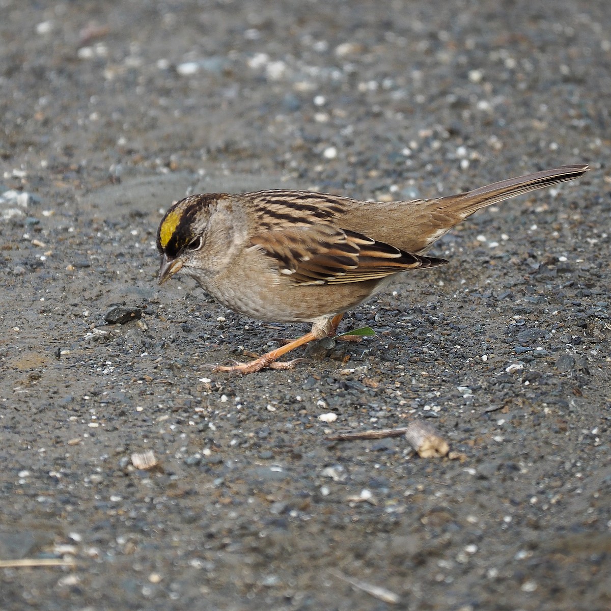 Golden-crowned Sparrow - wayne Benoit