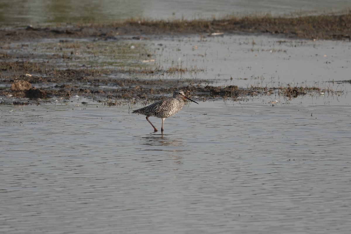Spotted Redshank - ML438092781