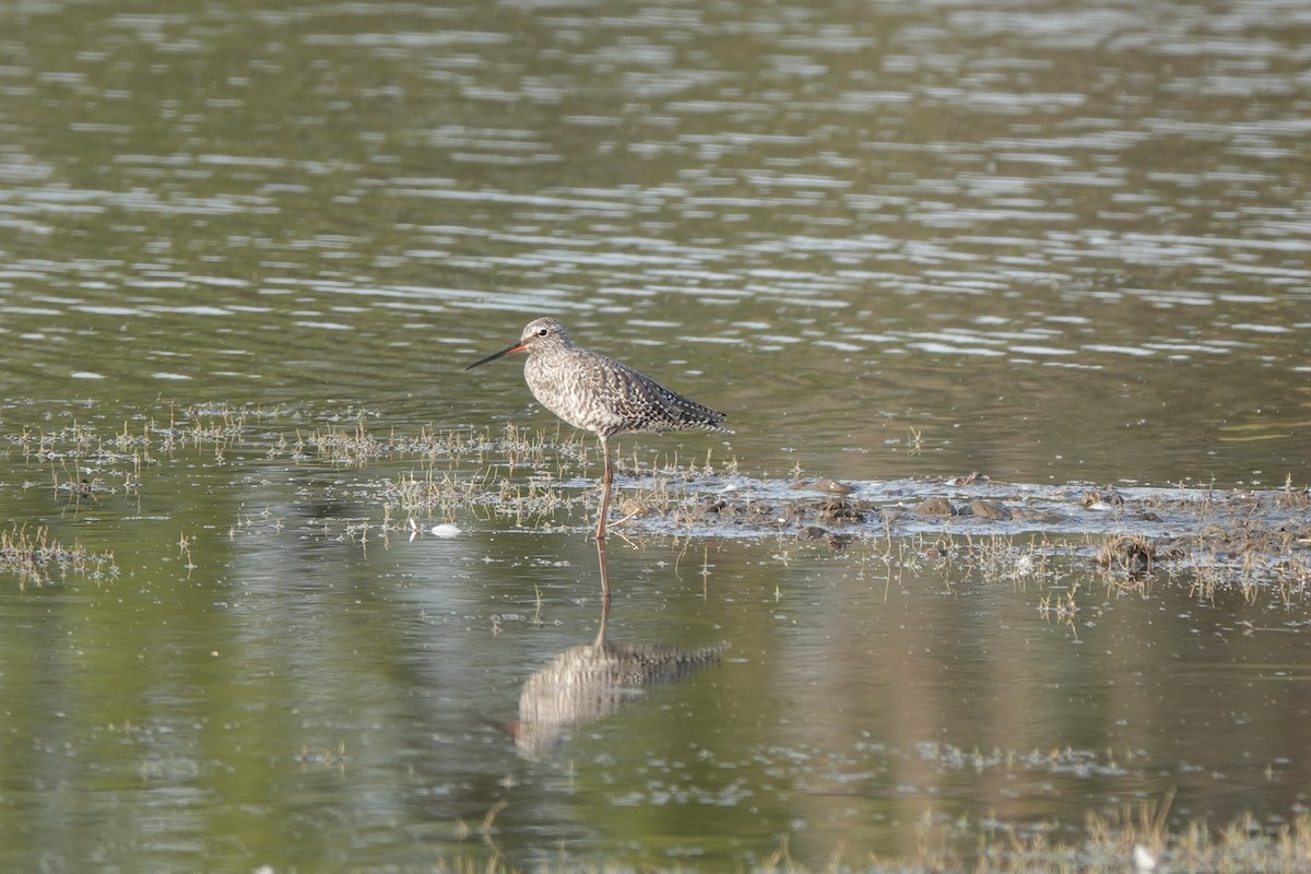 Spotted Redshank - ML438092791