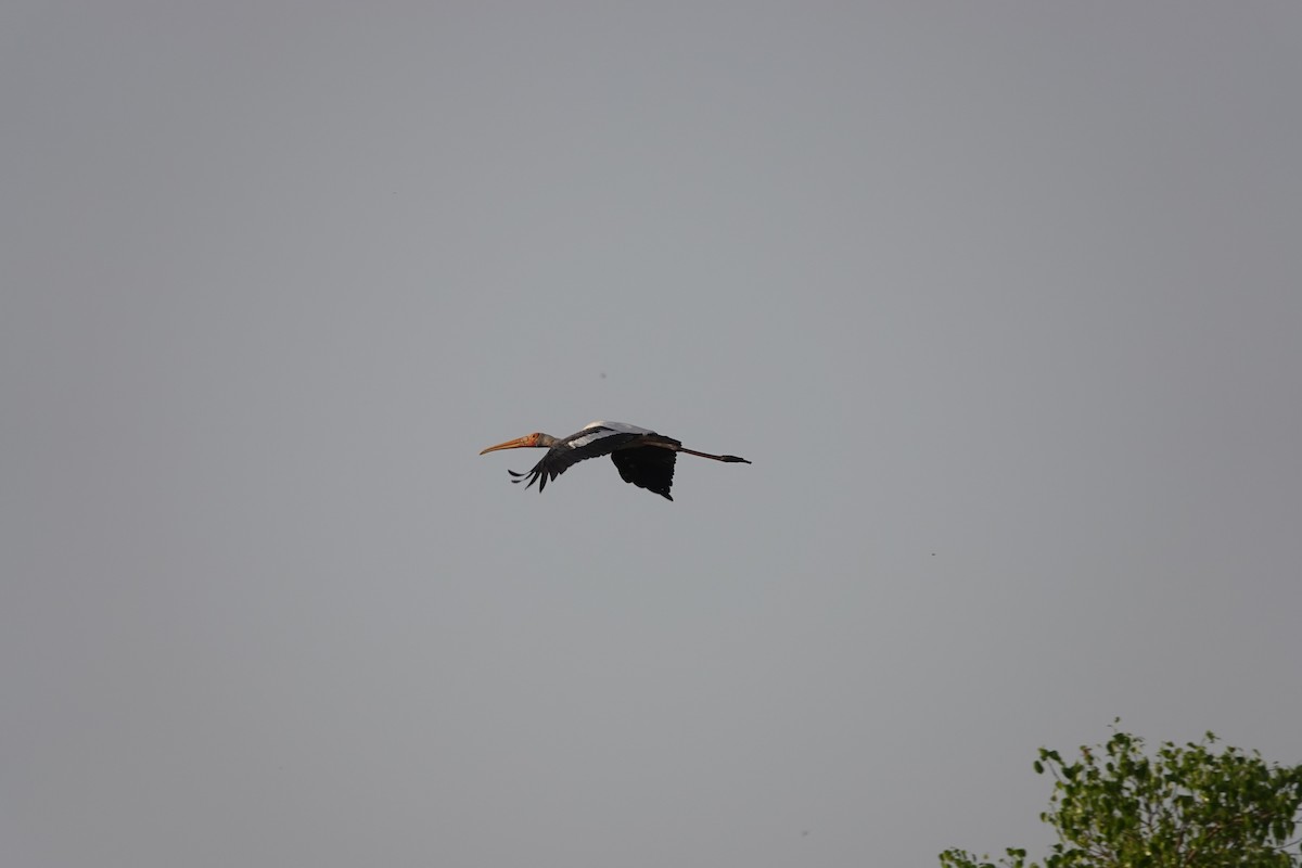 Painted Stork - Prof Chandan Singh Dalawat