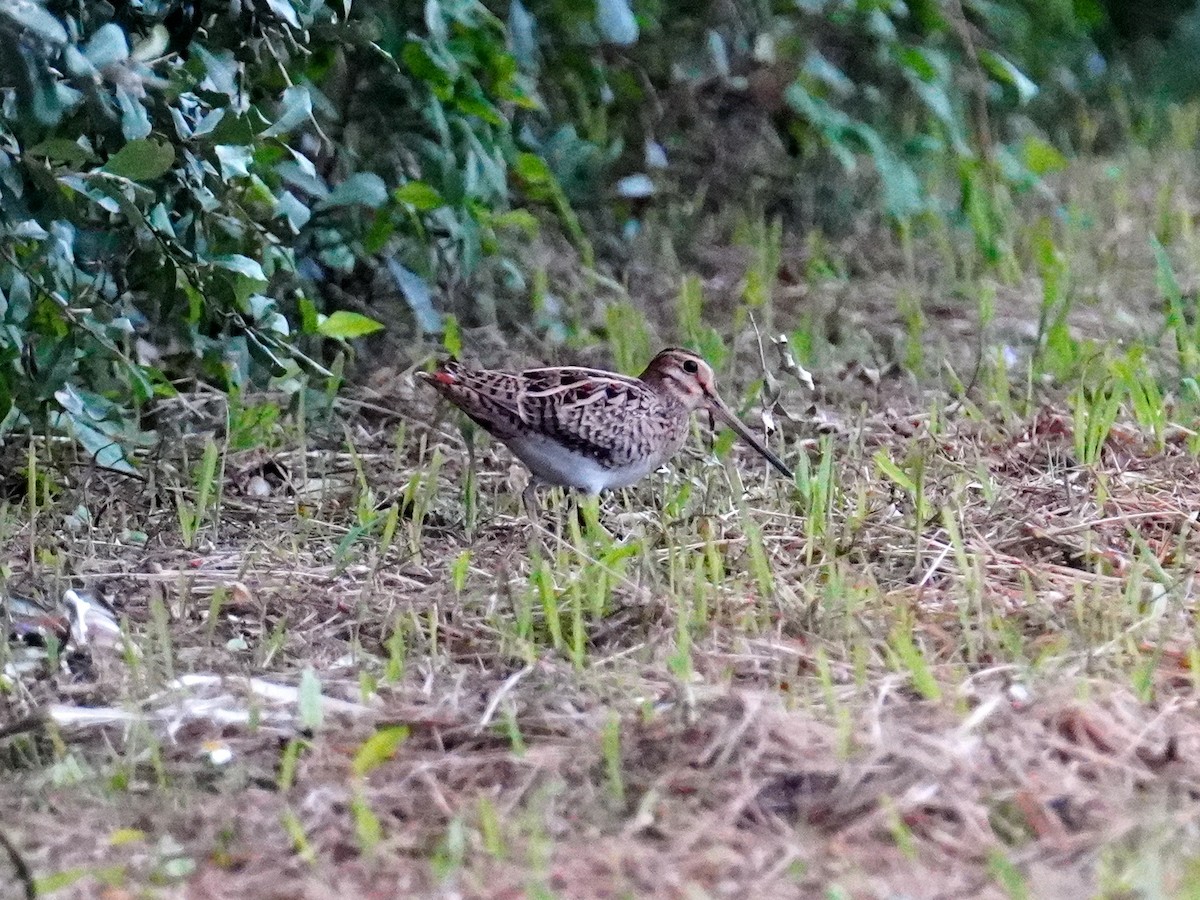 Pin-tailed Snipe - Donnie Tsui