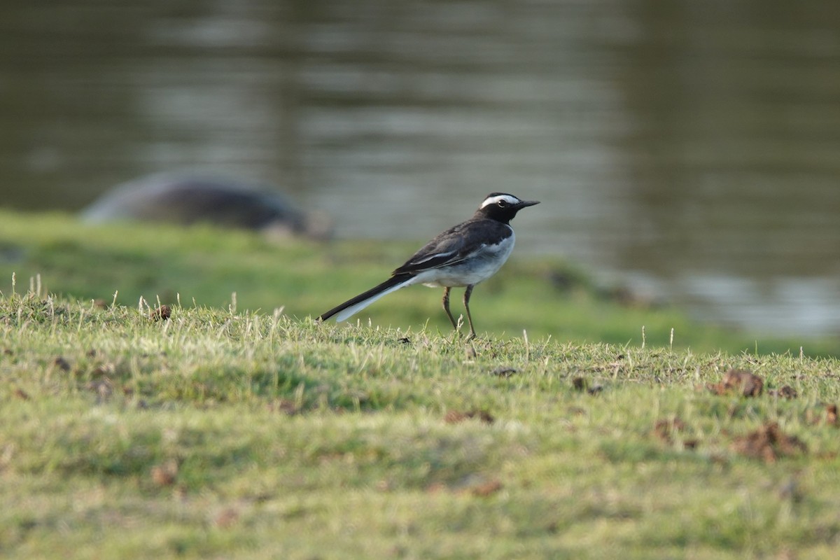 White-browed Wagtail - ML438093821
