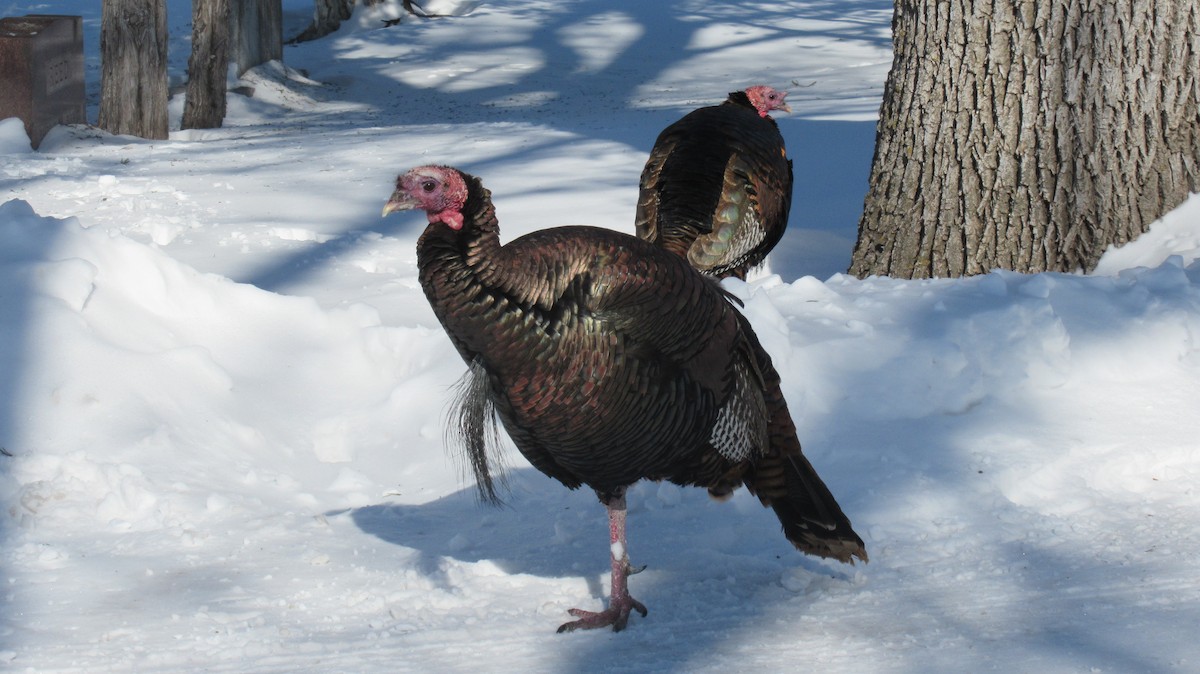 Wild Turkey - Pete Gillig
